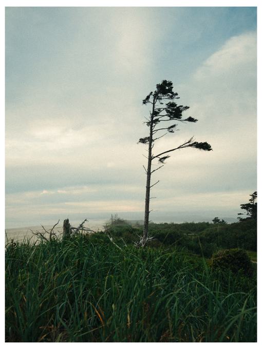 Wind-shaped pine tree on a foggy coastal bluff