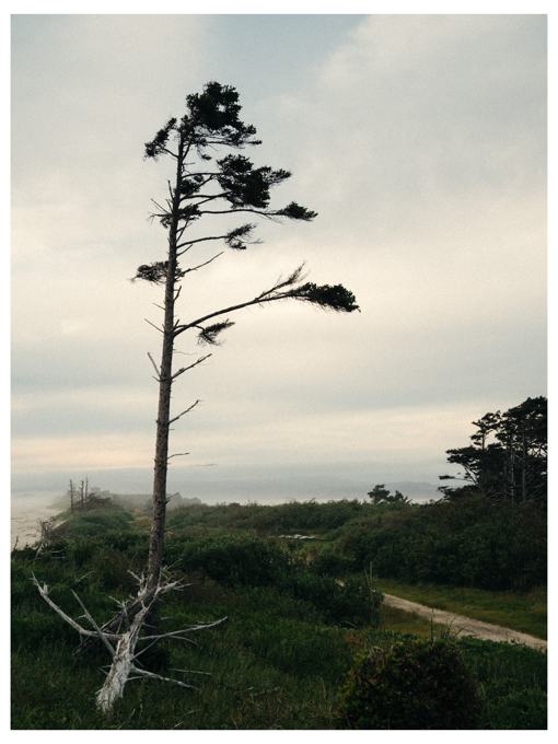 Tall windswept tree above green grass on the Oregon coast