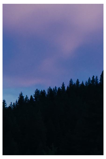 Pine tree silhouettes against a purple and blue dusk sky