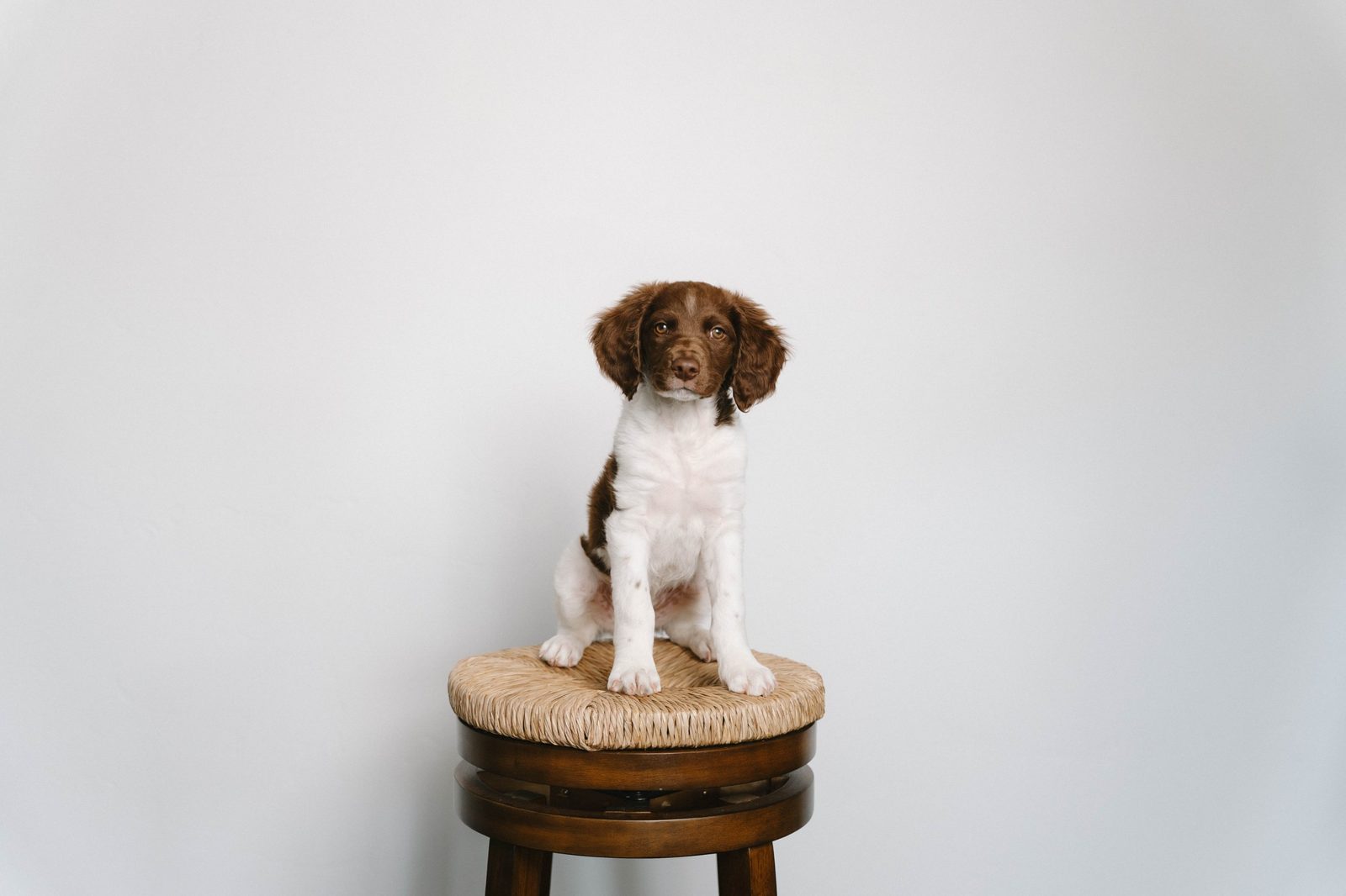 A brown and white springer spaniel puppy sitting on a woven wooden stool against a plain white wall
